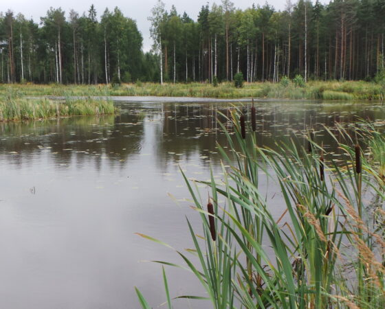 Ilmastorahoitus suuntaa Suomen kohti päästövähennyksiä