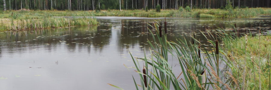 Ilmastorahoitus suuntaa Suomen kohti päästövähennyksiä