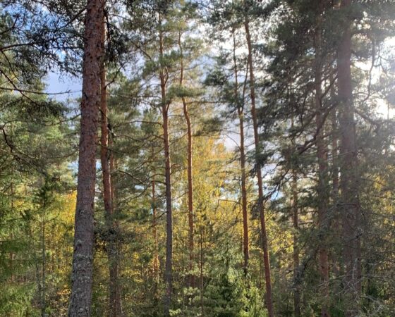 Lounais-Suomen kuntien ilmastopäästöt laskivat 3 % vuonna 2024