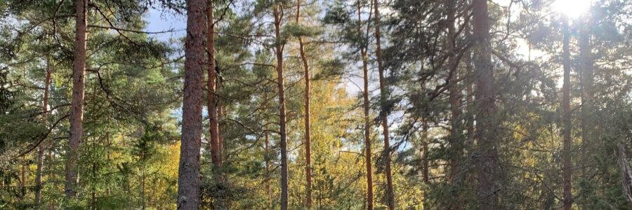 Lounais-Suomen kuntien ilmastopäästöt laskivat 3 % vuonna 2024