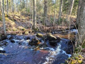 Pieni metsäinen jokiuoma.