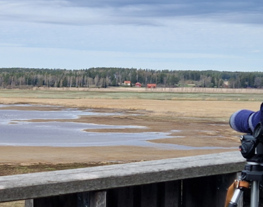 ACWA LIFE -hanke (2026–2033) edistää vesienhoitoa Mynälahden valuma-alueella