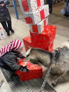 Lapsi nostaa lahjapakettia ja vuohi katsoo vieressä. Taustalla korkea pino lahjapaketteja.